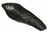 Fossil Sperm Whale (Scaldicetus) Tooth - South Carolina #176118-1